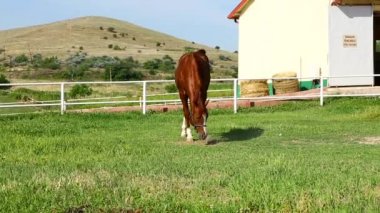 At çiftliği ve mera zevk. 