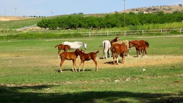 Granja Caballos Muchos Caballos Grazing Granja — Vídeo de stock