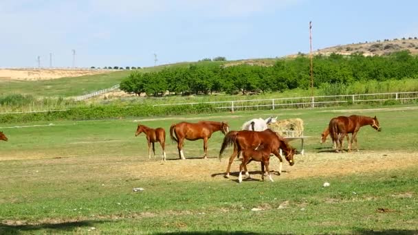 Granja Caballos Muchos Caballos Grazing Granja — Vídeo de stock