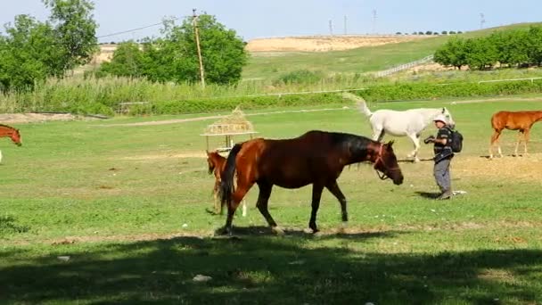 Horse Farm Pasture Enjoying — Stok Video
