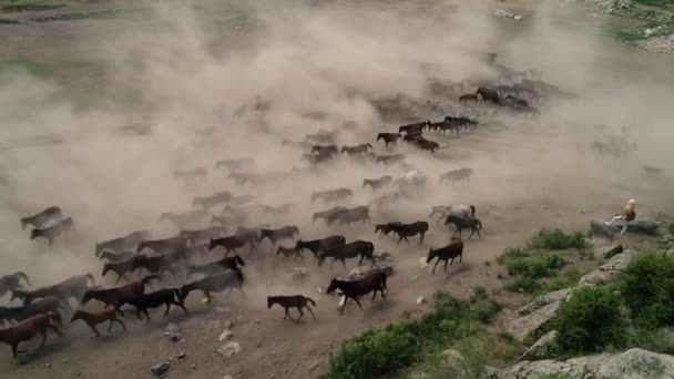 Naturliga Hästar Vilda Hästar Kayseri Turkiet Concept Freedom Styrka Ndependence — Stockvideo