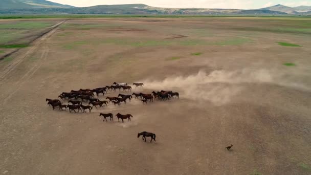 Caballos Naturales Caballos Salvajes Kayseri Turquía Concepto Libertad Fuerza Ndependencia — Vídeo de stock