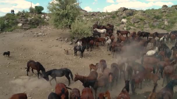 Chevaux Naturels Wild Horses Kayseri Turquie Concept Liberté Force Indépendance — Video