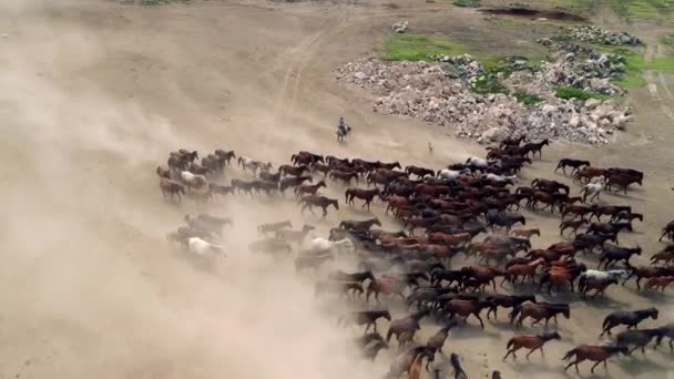 自然な馬 トルコ 自由の概念 Ndependence とスピードで野生馬カイセリ — ストック動画