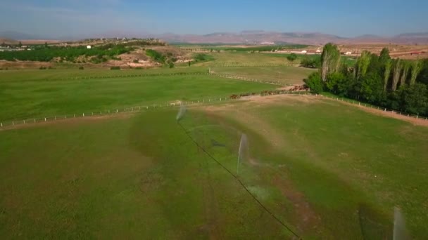 Sprinkler Acqua Nel Parco Pubblico Sistema Irrigazione Automatico Irrigazione Erba — Video Stock