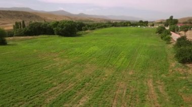 Kamu parkı su fıskiye. Yeşil çim sulama sisteminin sulamak otomatik