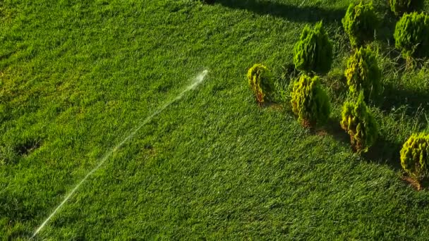 Arroseur Eau Dans Parc Public Système Irrigation Automatique Arrosage Herbe — Video