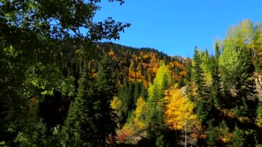 Sonbahar Orman Manzarası.Sonbahar Ormanında Uzun Ağaçlar