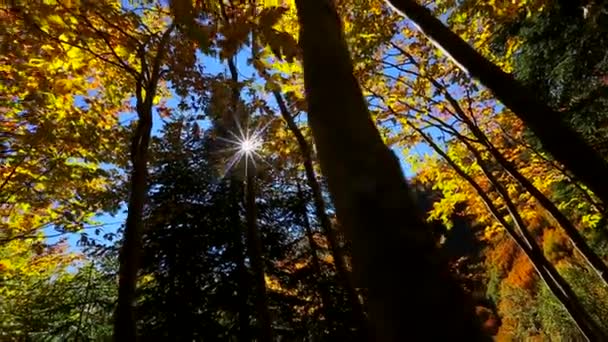 Dlouhé Stromy Podzimním Lese Podzimní Vrcholky Stromů — Stock video