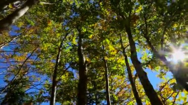 Gökyüzü Güneşile Sonbahar Ağaçları.