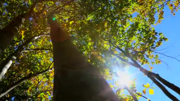 Φθινοπωρινά Δέντρα Sky Sun — Αρχείο Βίντεο