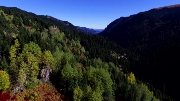 Forêt Pins Avec Cascade — Video