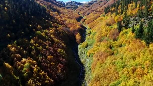 Waldfluss Herbst — Stockvideo