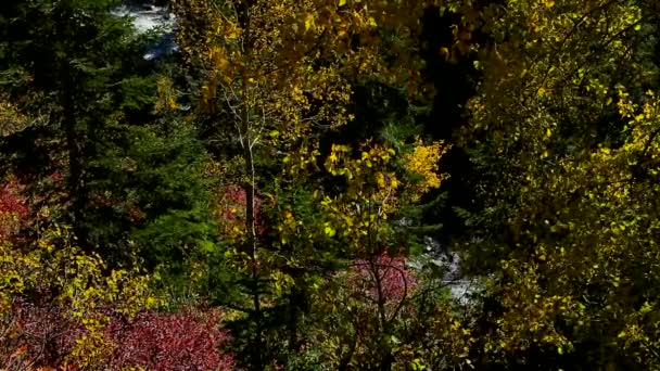 带瀑布的松林 — 图库视频影像