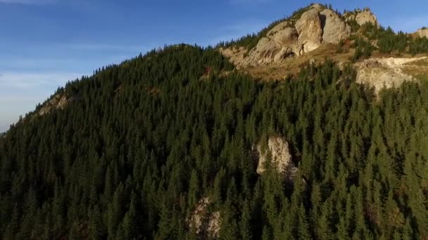 Montagna Foresta Valley Pine Alberi Con Foresta — Video Stock