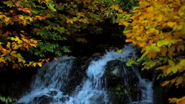 Foresta Naturale Cascata Fiume Autunno — Video Stock