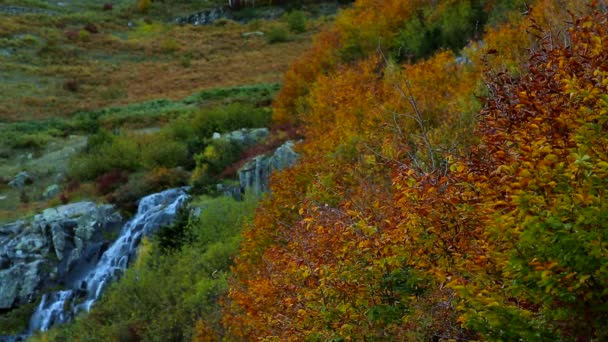 瀑布天然森林 带瀑布的松树 — 图库视频影像