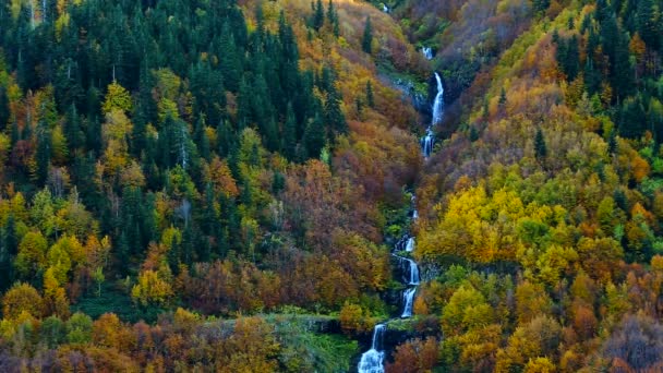 Cascata Naturale Forest Pine Alberi Con Cascata — Video Stock