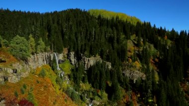Şelaleile Çam Ormanı.