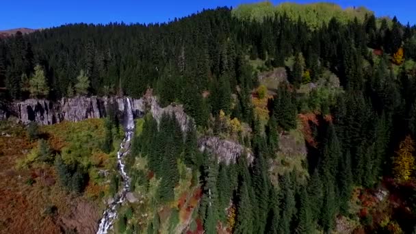Bosque Montaña Valley Pine Árboles Con Bosque — Vídeos de Stock