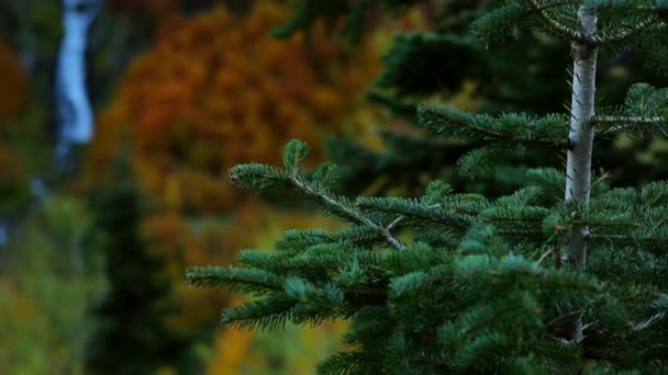 Bosque Otoño Con Río — Vídeo de stock