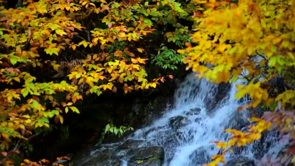 Bekijk Het Herfst Bos Met Rivier — Stockvideo