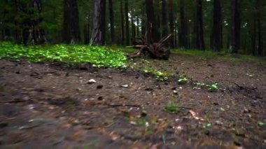  Yeşil ağaçlar çok vahşi orman. 