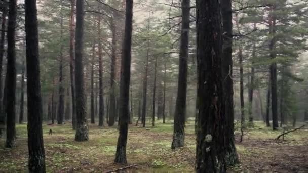 Floresta Selvagem Com Muitas Árvores Verdes — Vídeo de Stock