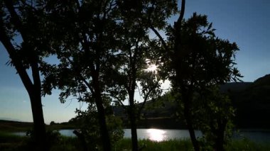 Ağaç Silueti- Sunset.Wild Forest With Lot Of Green Trees. 