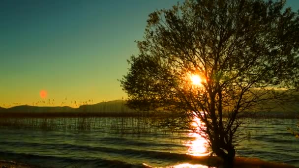 夕阳上的簧片 日落背景上的黑簧 — 图库视频影像