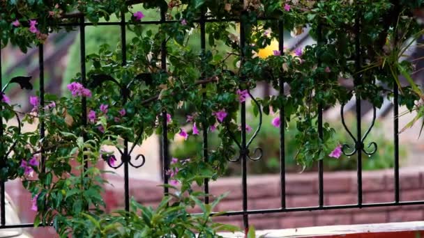 Tropical Rain Drops Falling Green Grass Garden — Stock Video