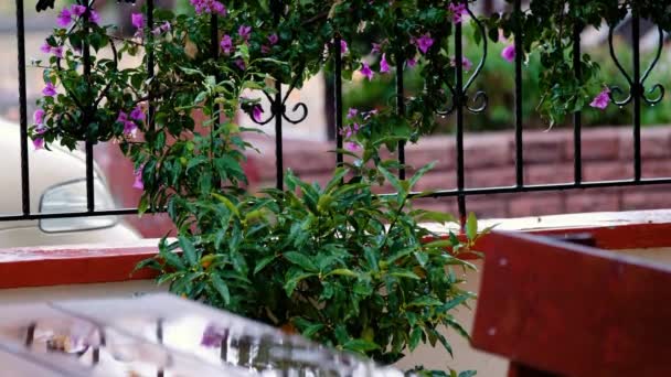 Lluvia Tropical Cae Sobre Hierba Verde Jardín — Vídeos de Stock