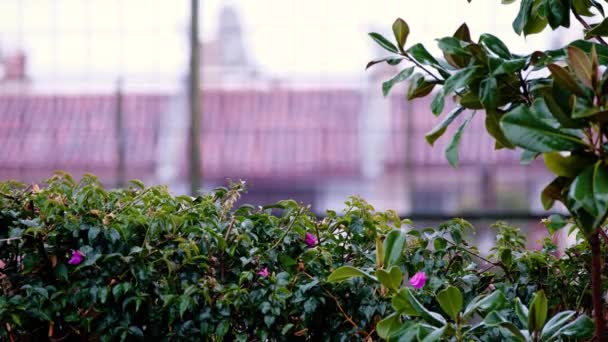 Lluvia Tropical Cae Sobre Hierba Verde Jardín — Vídeos de Stock