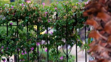 Bahçede Yeşil Çimenlerin Üzerine Düşen Tropikal Yağmur Damlaları