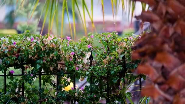 Tropical Rain Drops Falling Green Grass Garden — Stock Video