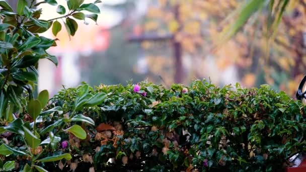 Tropical Rain Drops Falling Green Grass Garden — Stock Video