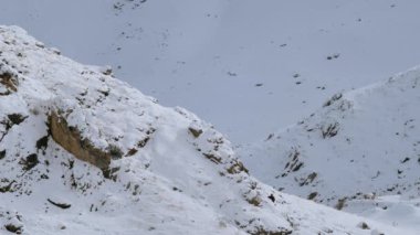 Sırt çantalı turist yürüyüşçüleri ve yürüyüş sopalarıyla kollarını kaldırmış büyük kayalıklarda dikilirken..