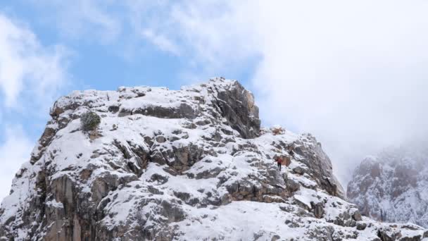 Vista Posteriore Escursionista Turistico Con Zaino Bastoni Trekking Piedi Con — Video Stock