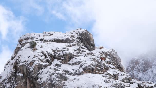 Vista Trasera Del Excursionista Turístico Con Mochila Bastones Trekking Pie — Vídeo de stock