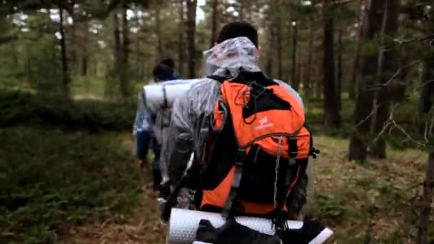 Tourisme Actif Amis Randonnée Pédestre Forêt Ensemble Long Sentier Entre Séquence Vidéo