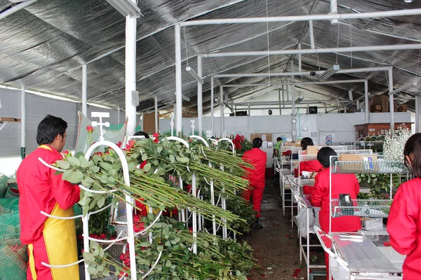 Bogota Colombia July 2011 Unidentified Workers Rose Packing Factory Sorting — Stock Photo, Image