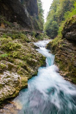 Slovenya'da Vintgar geçit şelale, Triglav milli parkı. Güzel doğada ve ormanda saf tatlı su. 