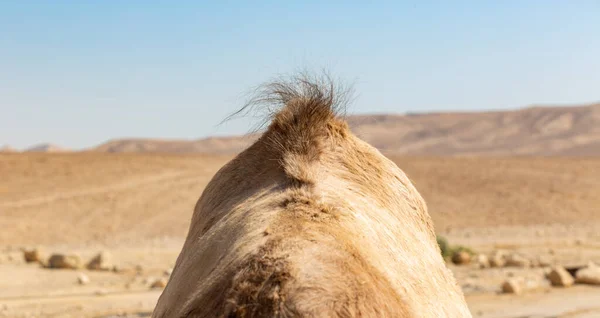 Joroba Camello Mezcla Con Fondo Las Montañas Desierto — Foto de Stock