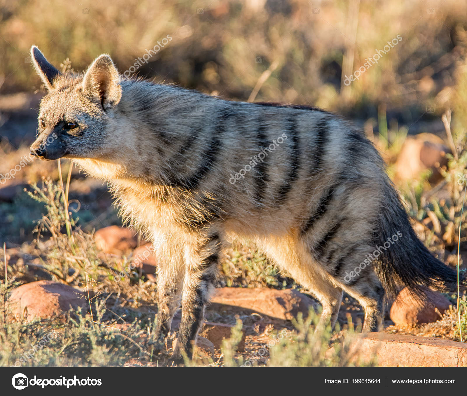 Asiatic Jackal His Habitat Savanna Southern African Stock Photo by ... Biology Diagrams