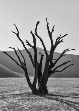 monochrome photo of dead camel thorn tree in Deadvlei in Namibia  clipart