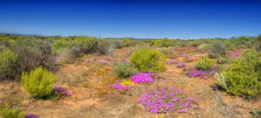 Güney Afrika Afrika bahar pembe çiçek peyzaj