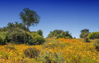 Güney Afrika Afrika bahar çiçek peyzaj