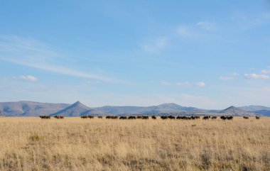 Siyah Wildebeest geçiş ova eastern Cape, Güney Afrika için sürüsü