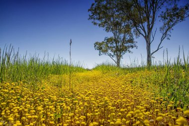 Güney Afrika Afrika bahar çiçek peyzaj