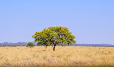 Deve diken ağacında Northern Cape savana, Güney Afrika